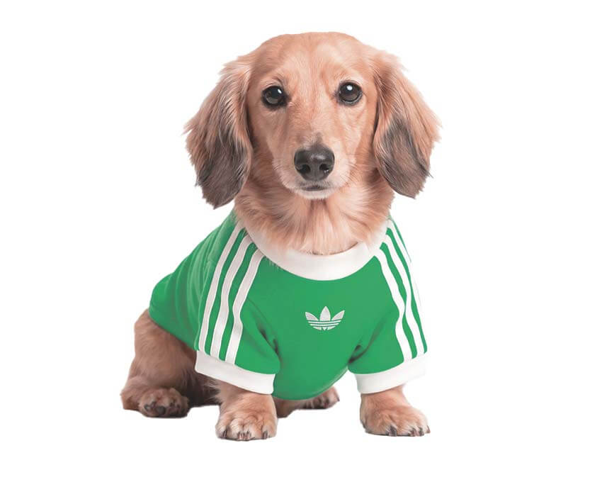 Adidas Pet Cali Tee KY8730