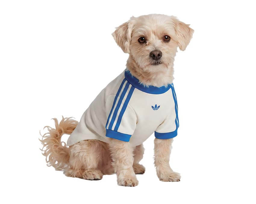 Adidas Pet Cali Tee KY8732