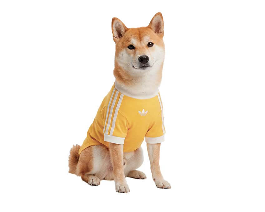 Adidas Pet Cali Tee "Bold Gold"
